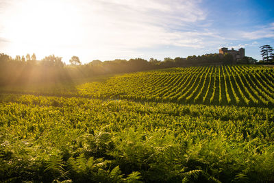 Sunset landscape, bordeaux wineyard, chateau de lacaussade, baurech, france