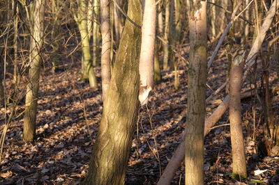 Trees in forest