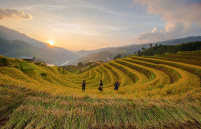 Scenic view of rice field against sky during sunset