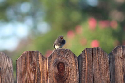 Bird perching on wooden post