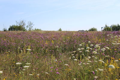 Plants growing on field against sky