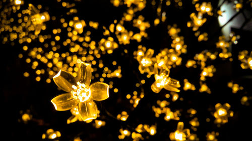 Close-up of illuminated flowers