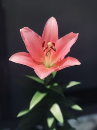 Close-up of pink flower