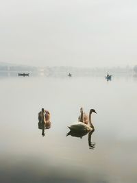 Swans swimming in lake against sky