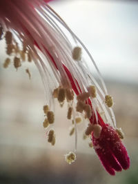 Close-up of red flowering plant against sky