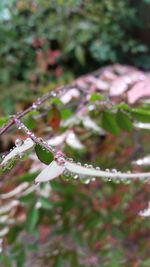 Close-up of plant against blurred background