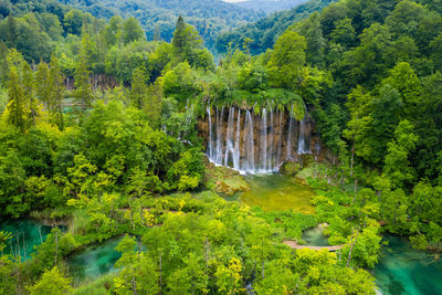 Scenic view of waterfall in forest