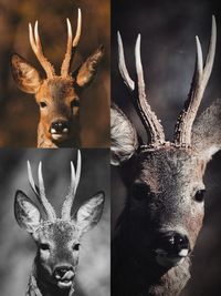 animal
