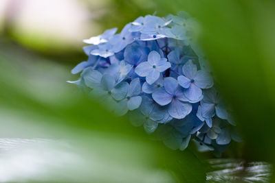 Close-up of purple hydrangea plant