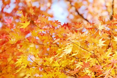 Close-up of yellow maple leaves on tree