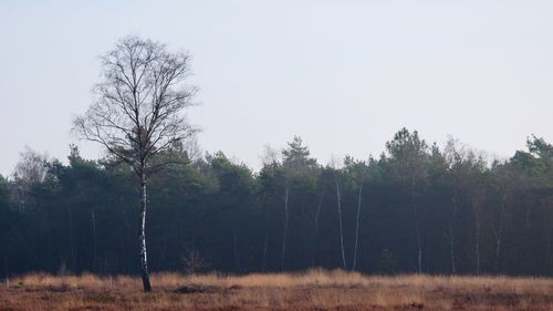 Trees against sky