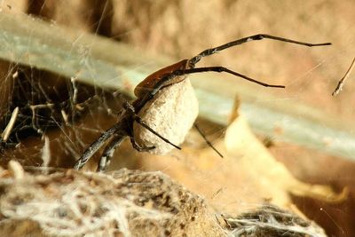 Close-up of insect on spider web