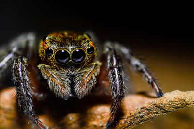 Close-up of spider. 