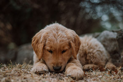 View of a dog resting on field