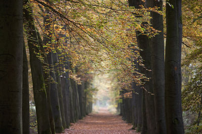 Trees in forest during autumn