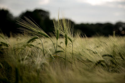 Close-up of stalks in field