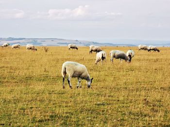 Sheep grazing in a field