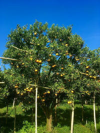 Low angle view of trees against clear blue sky