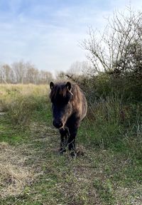 View of a horse on field