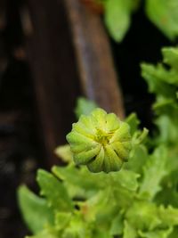 Close-up of green plant