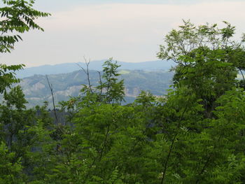 Scenic view of forest against sky