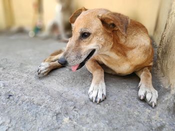 Close-up of dog lying on footpath