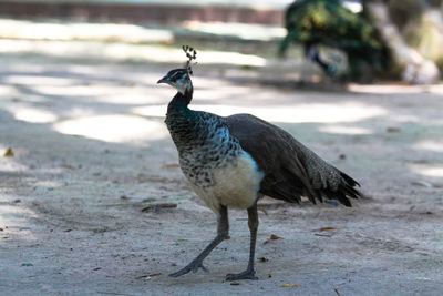 Close-up of bird on field