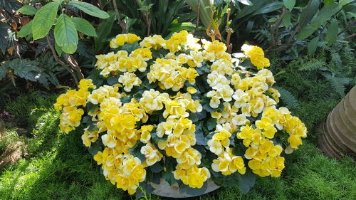 Close-up of yellow flowers