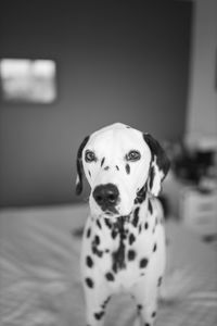 Portrait of dog on bed at home