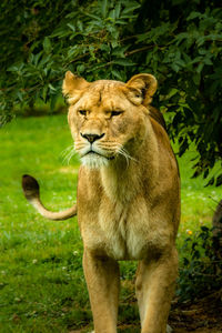 Portrait of lion