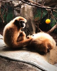 High angle view of cats sitting in zoo