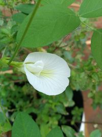 Close-up of white flowering plant