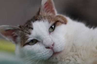 Close-up portrait of a cat