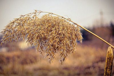 Close-up of plant against blurred background