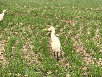 White bird perching on a field