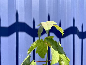 Close-up of green leaves on plant against wall