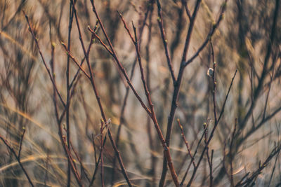 Full frame shot of dry plants on field