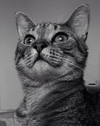 Close-up portrait of a cat