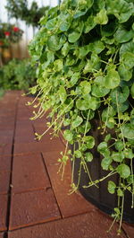 Close-up of fresh green plant