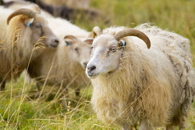 Sheep standing on field