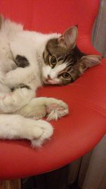 Portrait of cat lying on sofa