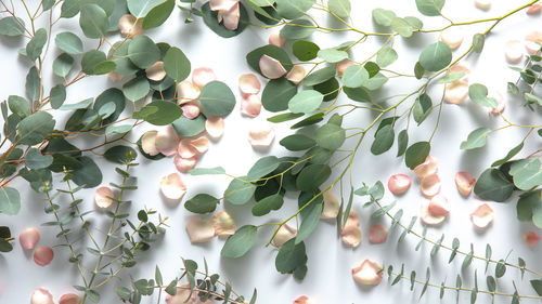 High angle view of eucalyptus plant and pink petals against a white background