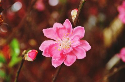 Close-up of pink flowers blooming outdoors