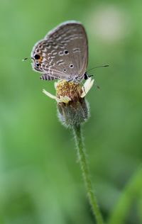 Close-up of butterfly pollinating flower