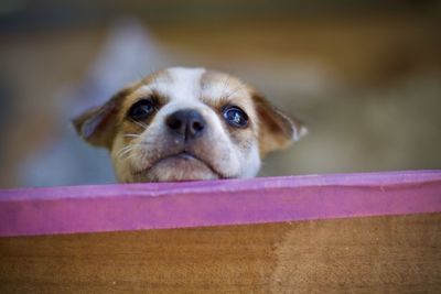 Portrait of puppy