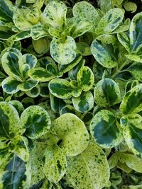 Full frame shot of fresh green plants