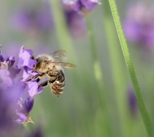 Close-up of bee pollinating on flower