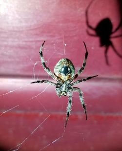 Close-up of spider