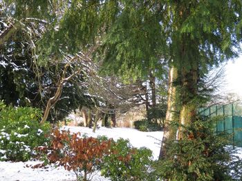 Scenic view of snow covered trees against sky