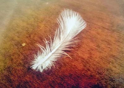 Close-up of feather